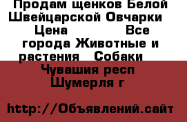 Продам щенков Белой Швейцарской Овчарки  › Цена ­ 20 000 - Все города Животные и растения » Собаки   . Чувашия респ.,Шумерля г.